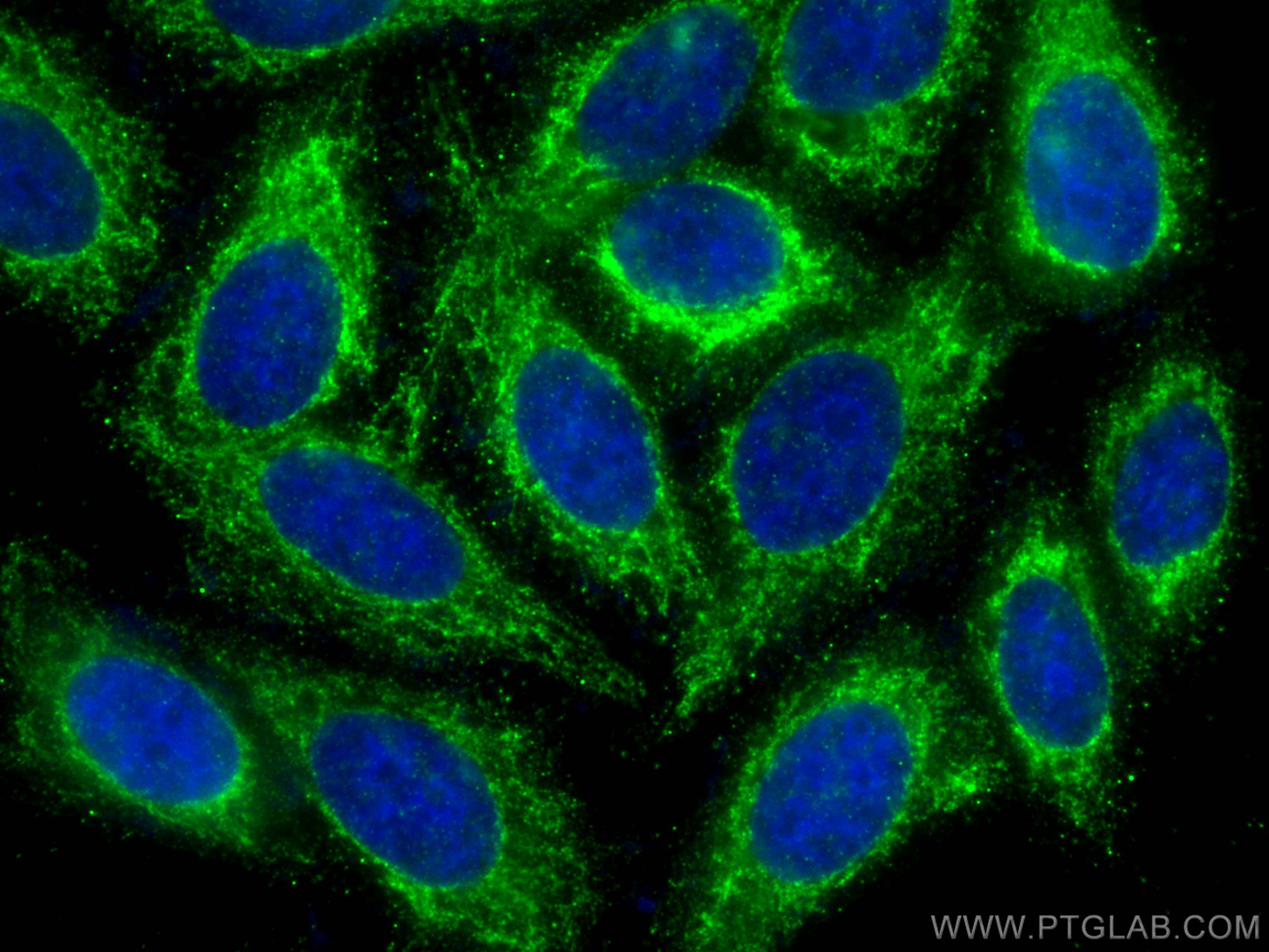 Immunofluorescence (IF) / fluorescent staining of HepG2 cells using NDUFS1 Monoclonal antibody (68253-1-Ig)