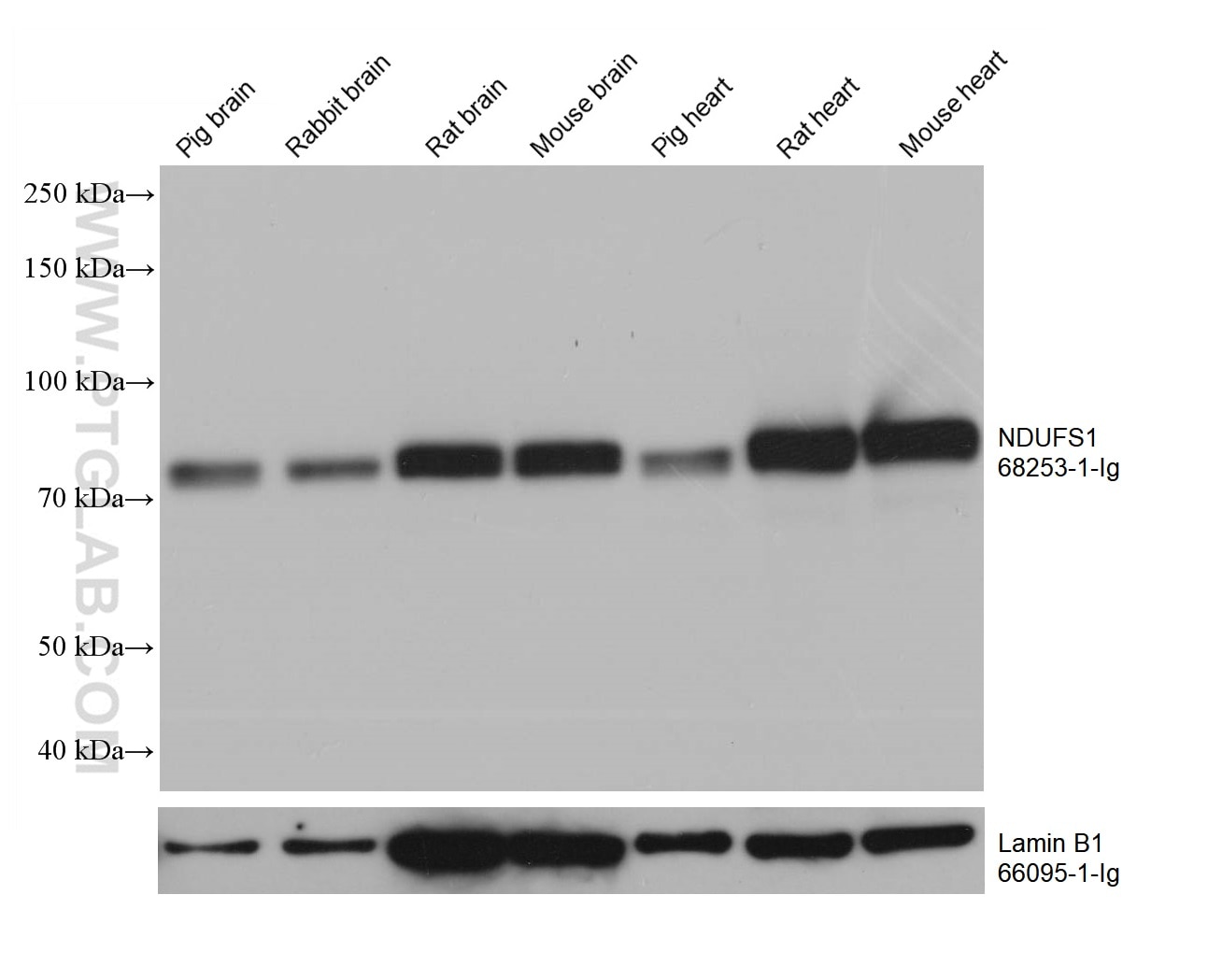 Western Blot (WB) analysis of various lysates using NDUFS1 Monoclonal antibody (68253-1-Ig)