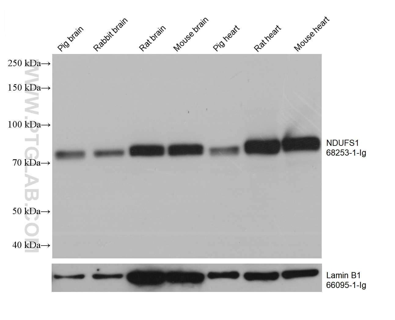 WB analysis using 68253-1-Ig