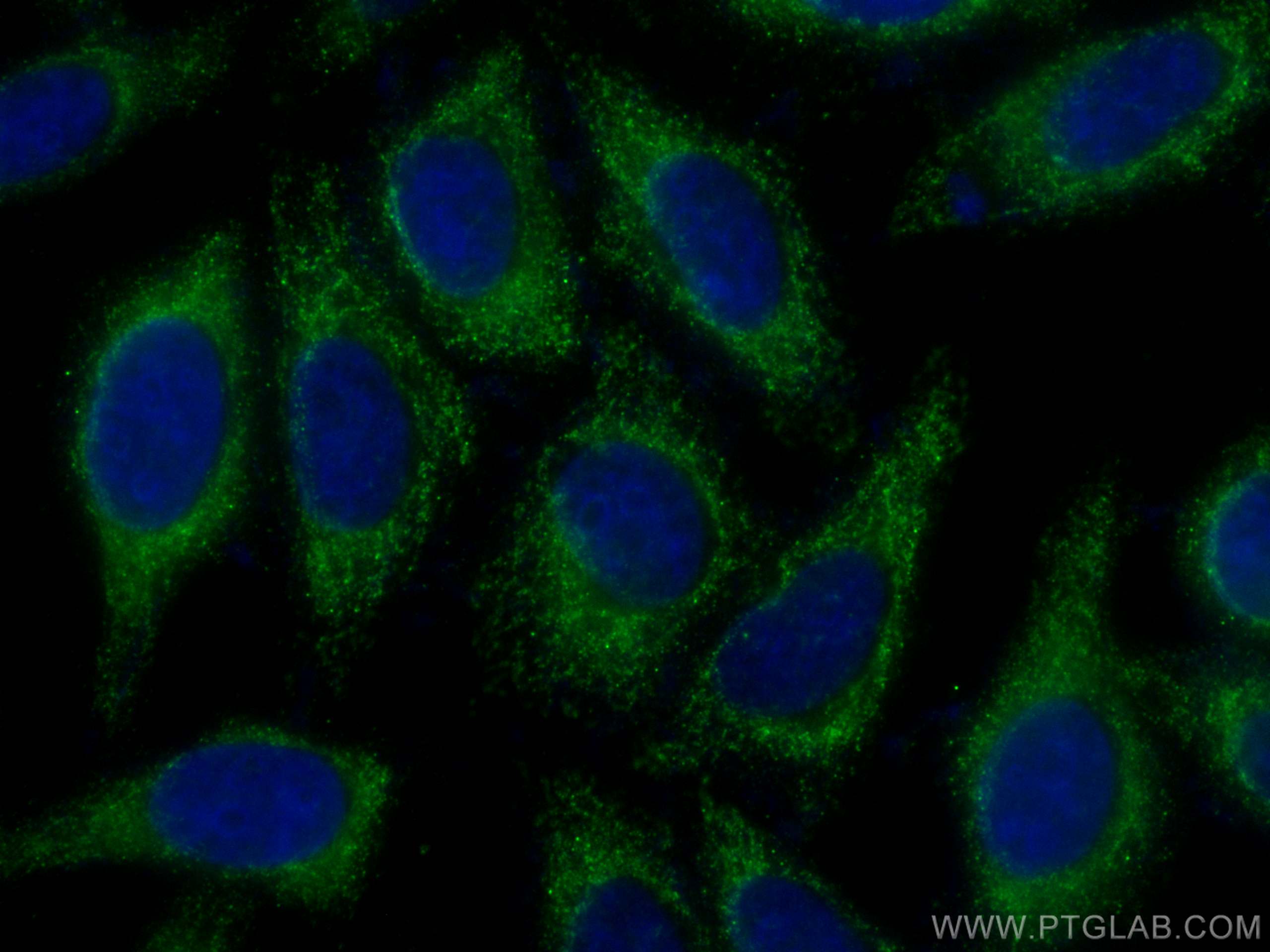 Immunofluorescence (IF) / fluorescent staining of HepG2 cells using CoraLite® Plus 488-conjugated NDUFS1 Monoclonal an (CL488-68253)