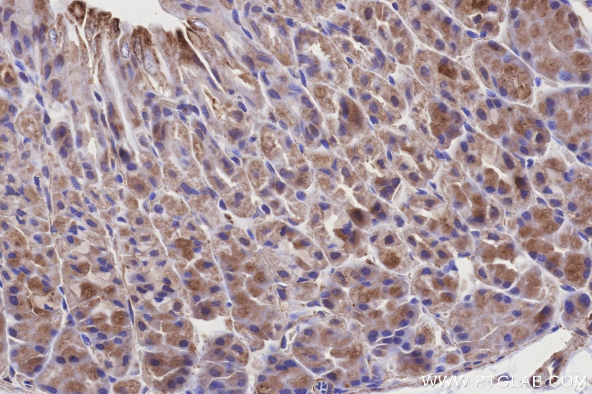 IHC staining of mouse stomach using 28125-1-AP Immunohistochemistry (IHC) staining of mouse stomach tissue using NDUFS2 Polyclonal antibody (28125-1-AP)