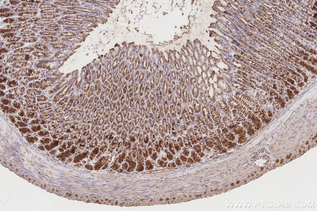 IHC staining of rat stomach using 28125-1-AP Immunohistochemistry (IHC) staining of rat stomach tissue using NDUFS2 Polyclonal antibody (28125-1-AP)