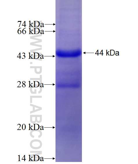 NDUFS2 fusion protein Ag27078 SDS-PAGE