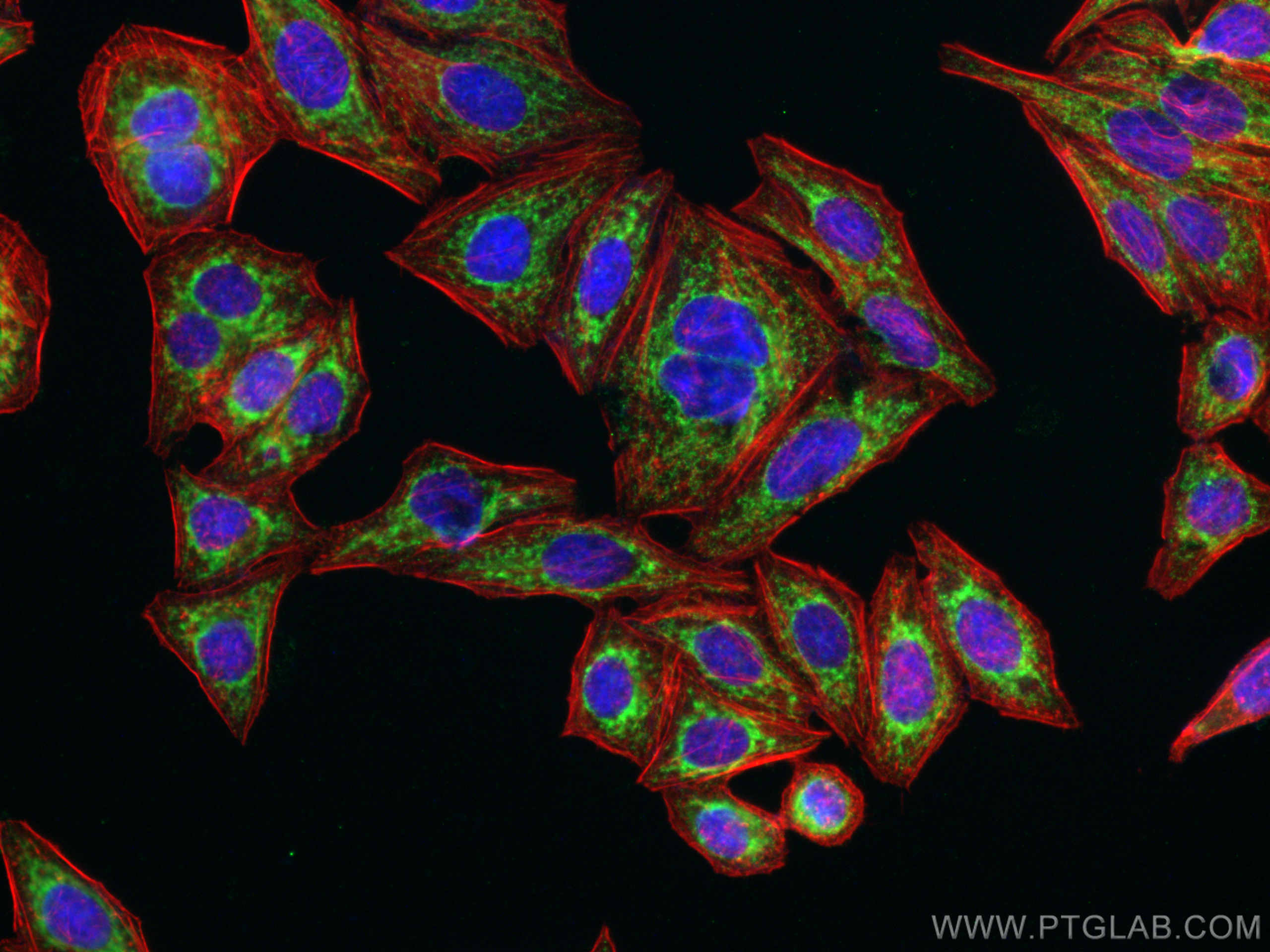 Immunofluorescence (IF) / fluorescent staining of HepG2 cells using NDUFS3 Polyclonal antibody (15066-1-AP)