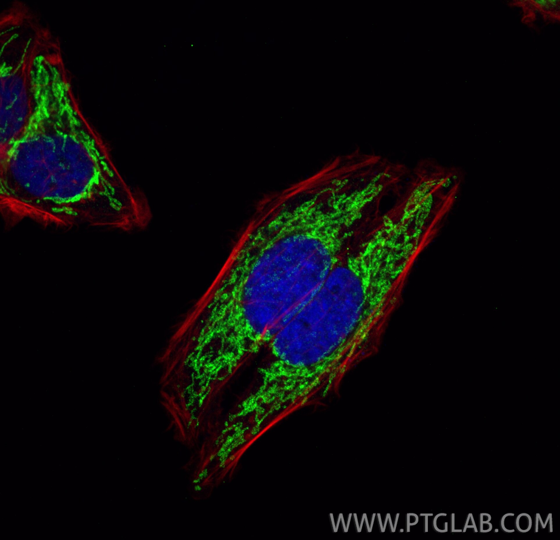 Immunofluorescence (IF) / fluorescent staining of HepG2 cells using NDUFS3 Polyclonal antibody (15066-1-AP)