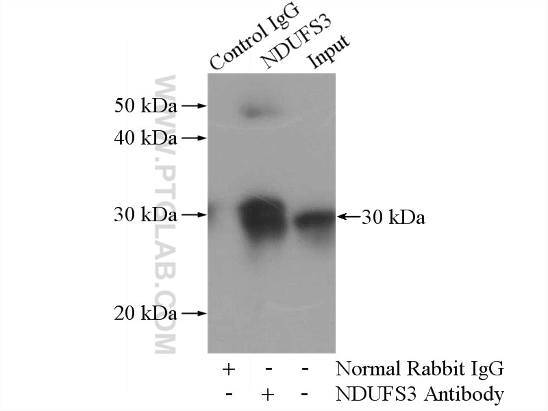 Immunoprecipitation (IP) experiment of mouse heart tissue using NDUFS3 Polyclonal antibody (15066-1-AP)