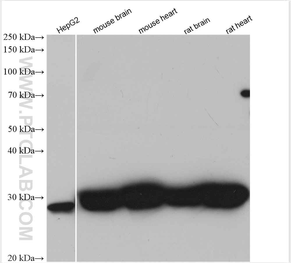 Western Blot (WB) analysis of various lysates using NDUFS3 Polyclonal antibody (15066-1-AP)