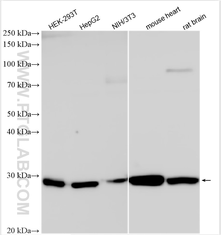 Western Blot (WB) analysis of various lysates using NDUFS3 Polyclonal antibody (15066-1-AP)