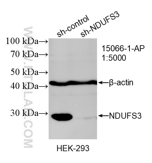 Western Blot (WB) analysis of HEK-293 cells using NDUFS3 Polyclonal antibody (15066-1-AP)
