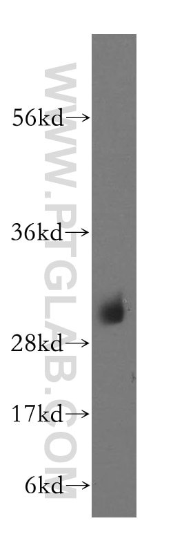 NDUFS3 Polyclonal antibody