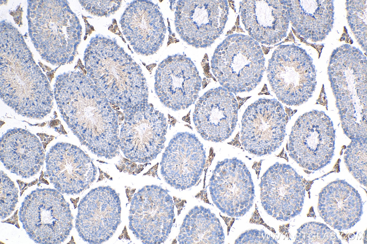 Immunohistochemistry (IHC) staining of mouse testis tissue using NDUFS3 Monoclonal antibody (68066-1-Ig)