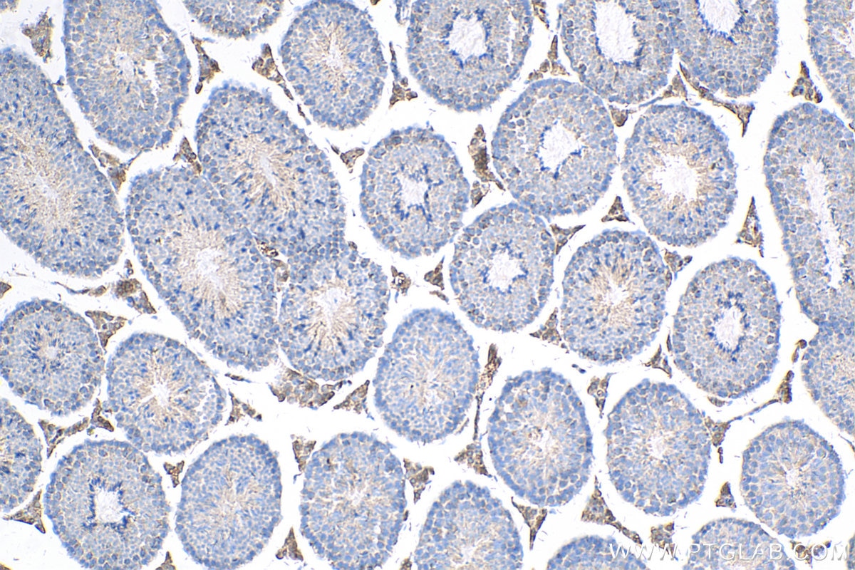 IHC staining of mouse testis using 68066-1-Ig