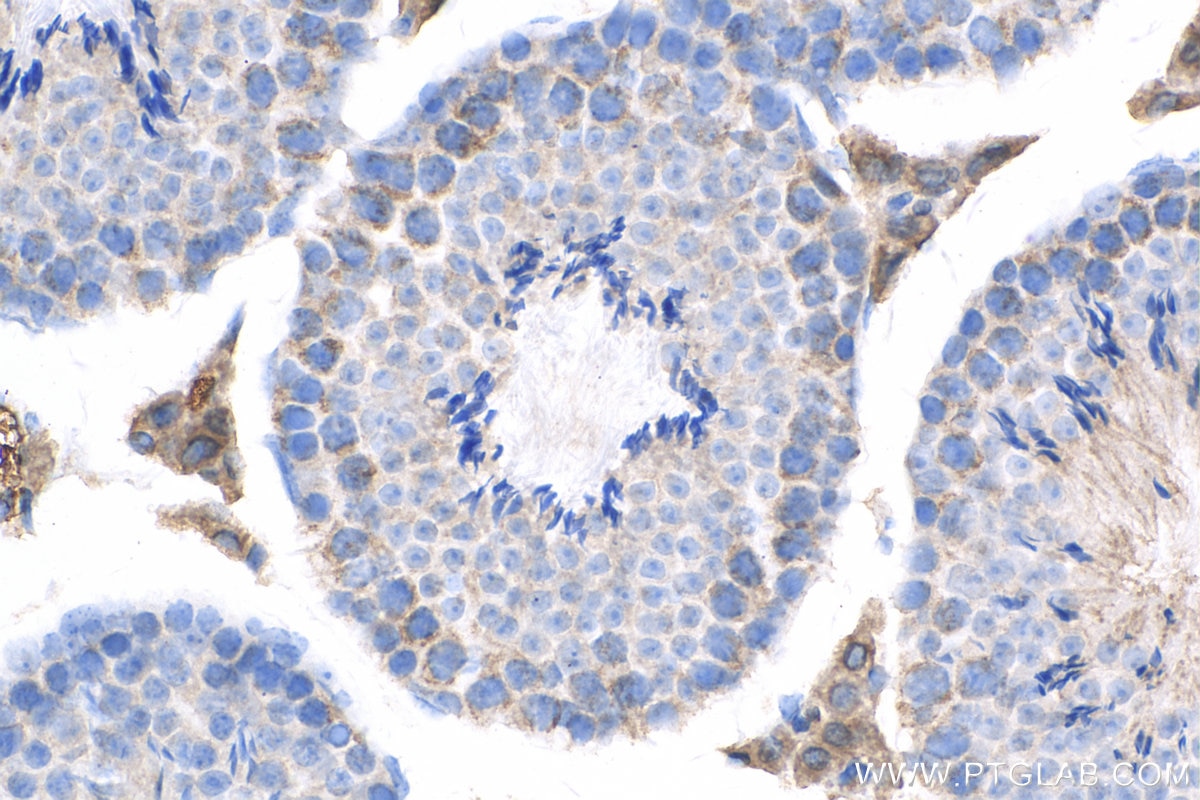 Immunohistochemistry (IHC) staining of mouse testis tissue using NDUFS3 Monoclonal antibody (68066-1-Ig)