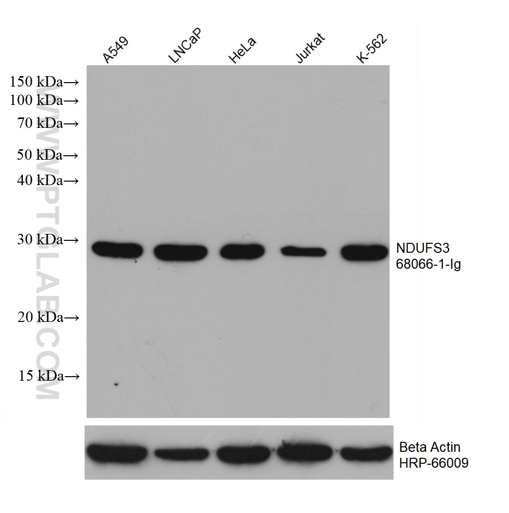 Western Blot (WB) analysis of various lysates using NDUFS3 Monoclonal antibody (68066-1-Ig)