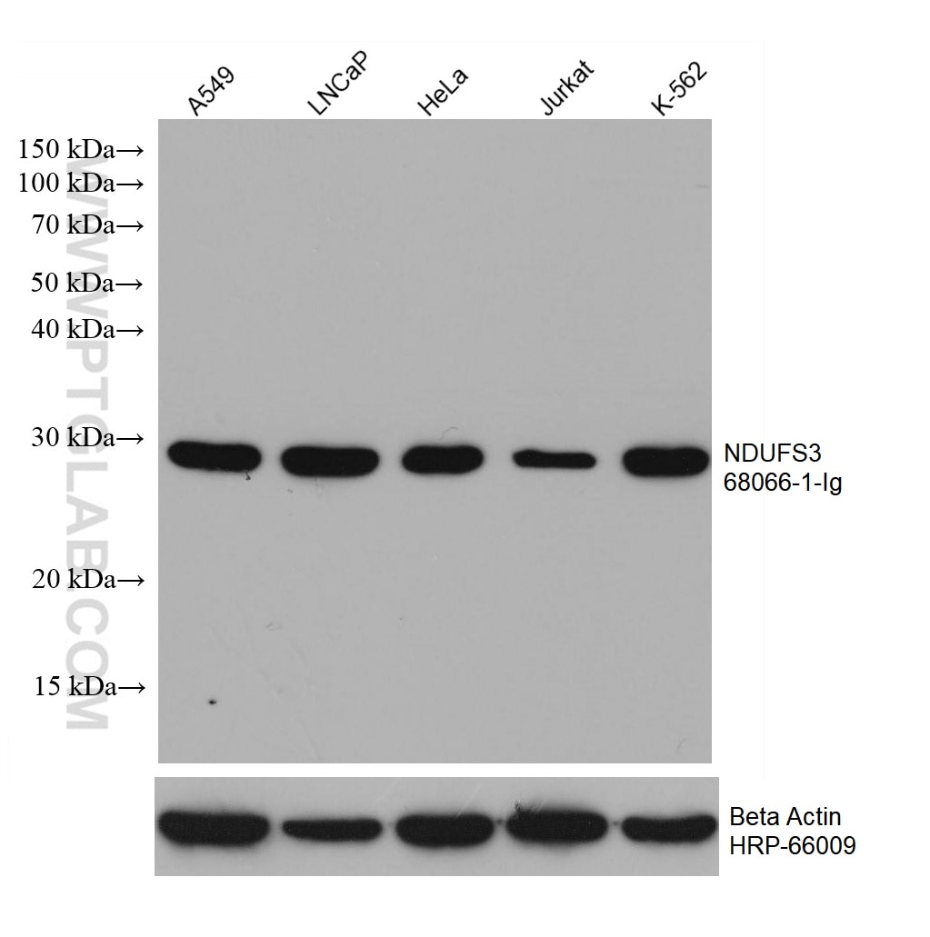 WB analysis using 68066-1-Ig