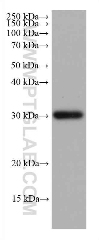 Western Blot (WB) analysis of pig brain tissue using NDUFS3 Monoclonal antibody (68066-1-Ig)