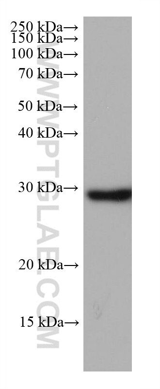 Western Blot (WB) analysis of rabbit brain tissue using NDUFS3 Monoclonal antibody (68066-1-Ig)