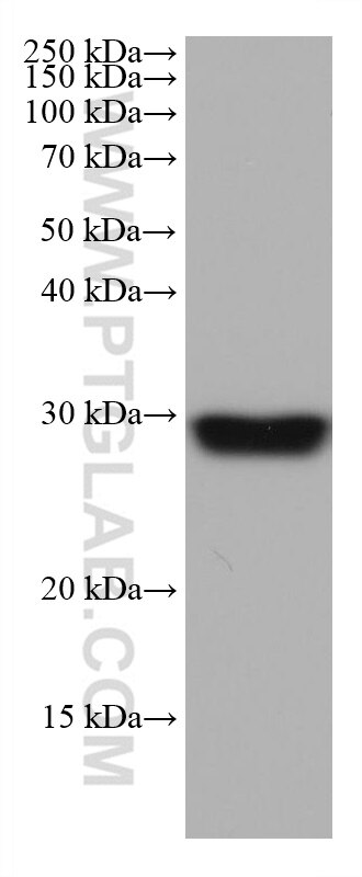 Western Blot (WB) analysis of rat brain tissue using NDUFS3 Monoclonal antibody (68066-1-Ig)