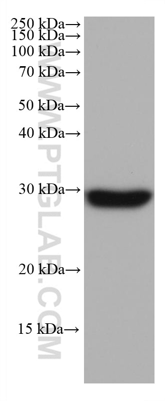 Western Blot (WB) analysis of mouse brain tissue using NDUFS3 Monoclonal antibody (68066-1-Ig)