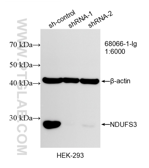 Western Blot (WB) analysis of HEK-293 cells using NDUFS3 Monoclonal antibody (68066-1-Ig)