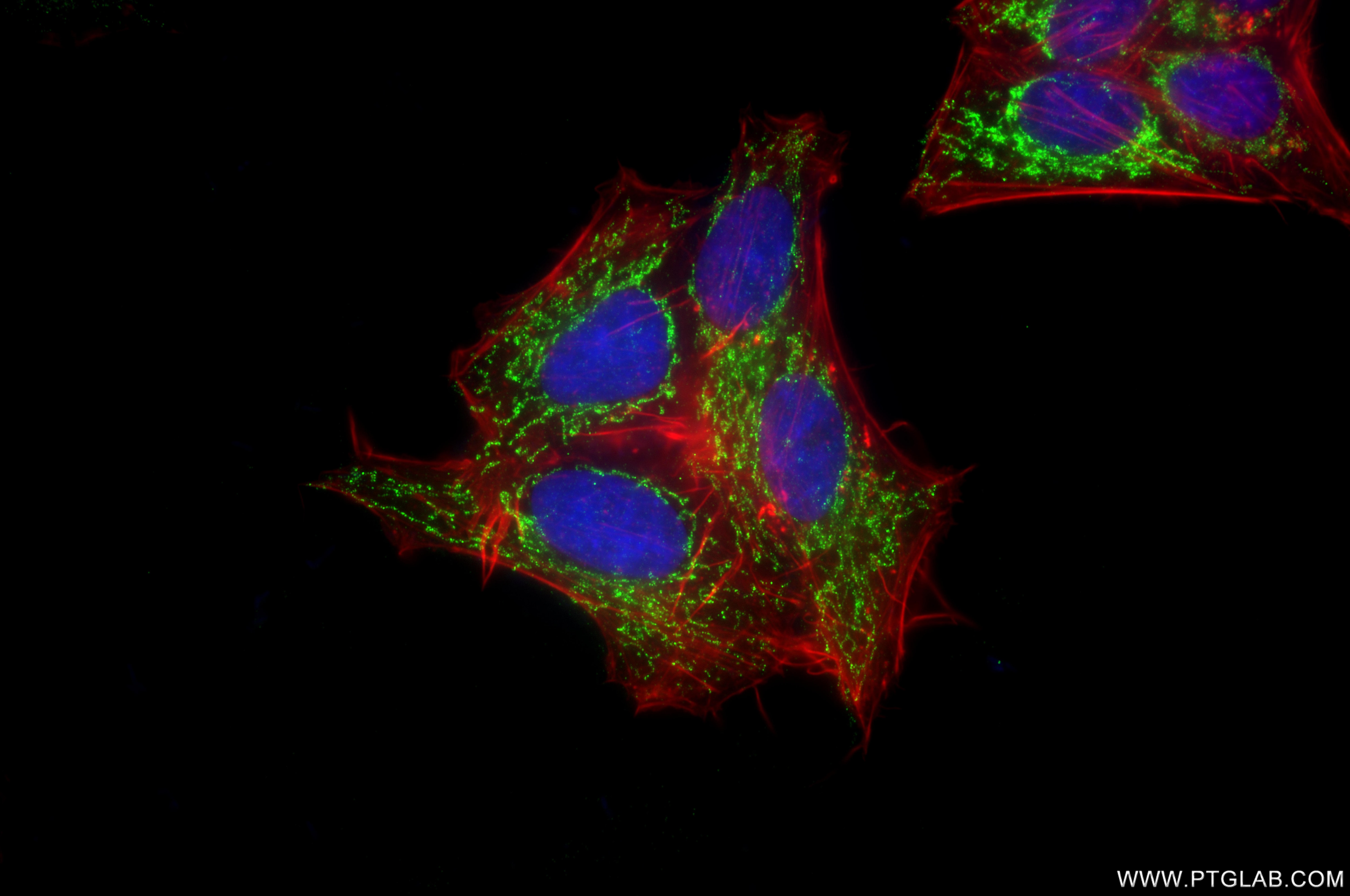 IF Staining of HepG2 using 86676-1-RR Immunofluorescence (IF) / fluorescent staining of HepG2 cells using NDUFS3 Recombinant monoclonal antibody (86676-1-RR)