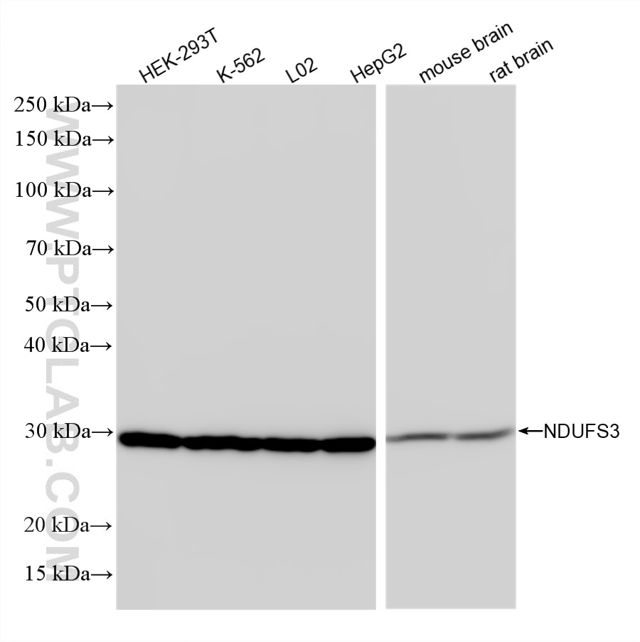 WB analysis using 86676-1-RR Western Blot (WB) analysis of various lysates using NDUFS3 Recombinant monoclonal antibody (86676-1-RR)