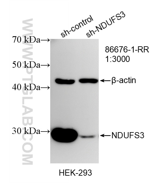 WB analysis of HEK-293 using 86676-1-RR Western Blot (WB) analysis of HEK-293 cells using NDUFS3 Recombinant monoclonal antibody (86676-1-RR)