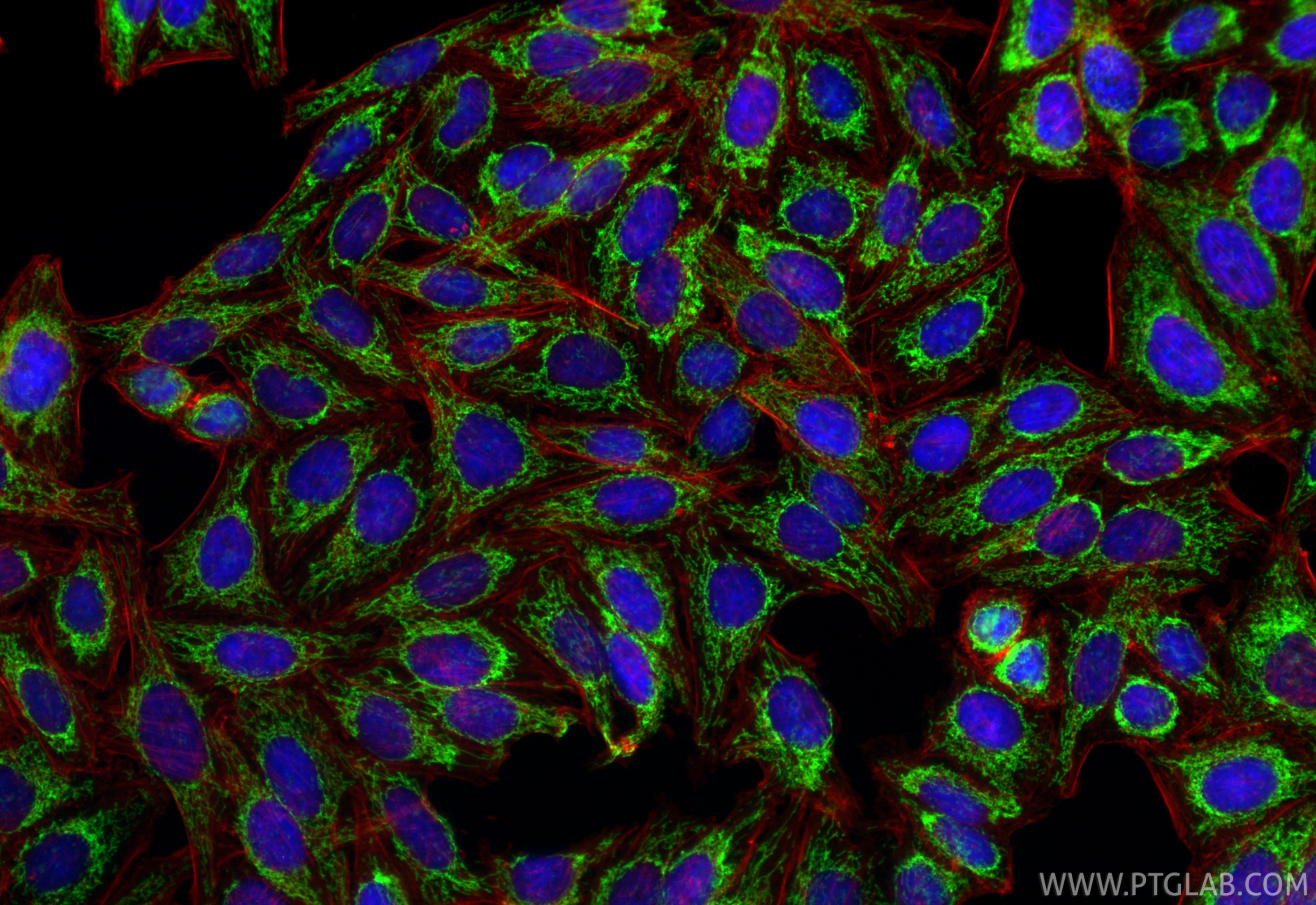 Immunofluorescence (IF) / fluorescent staining of HepG2 cells using Multi-rAb® NDUFS3 Multi-Recombinant antibody (RMX00096)