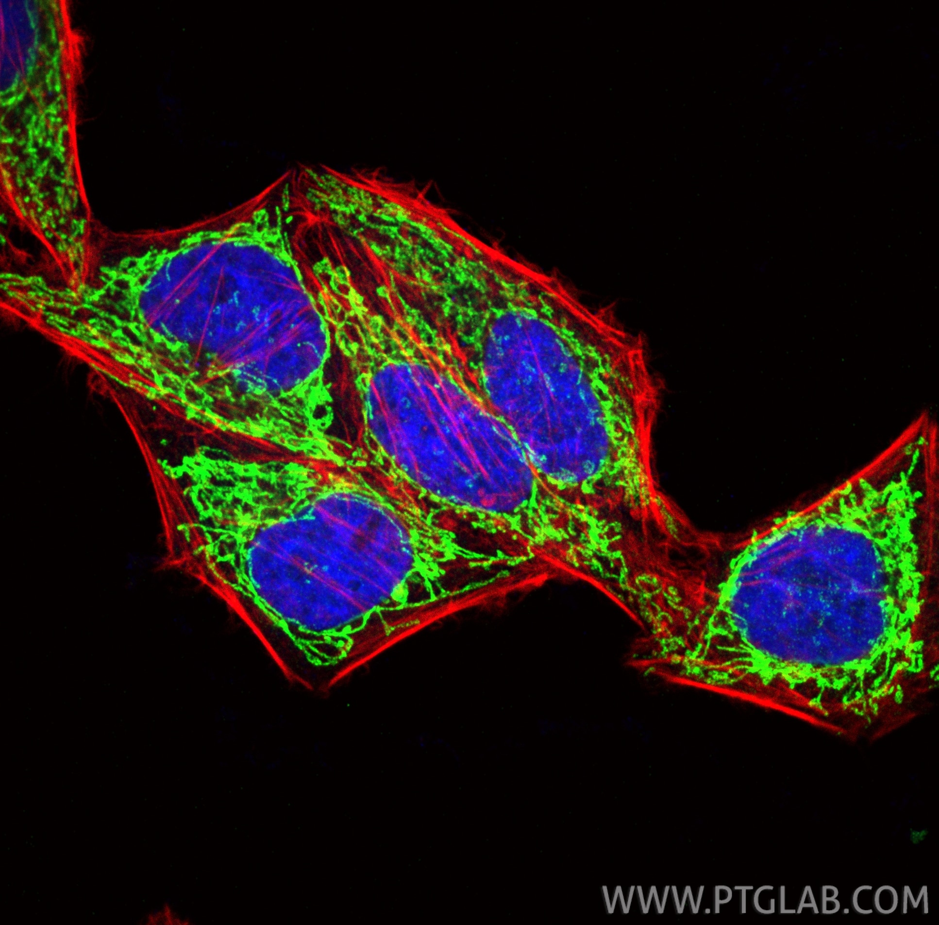 Immunofluorescence (IF) / fluorescent staining of HepG2 cells using Multi-rAb® NDUFS3 Multi-Recombinant antibody (RMX00096)