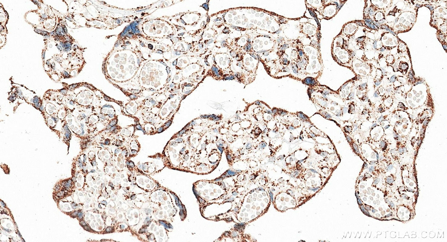 Immunohistochemistry (IHC) staining of human placenta tissue using Multi-rAb® NDUFS3 Multi-Recombinant antibody (RMX00096)