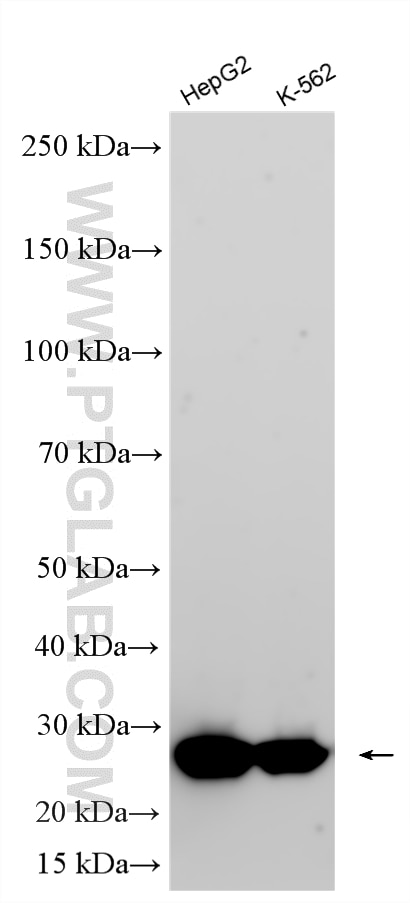 Western Blot (WB) analysis of various lysates using Multi-rAb® NDUFS3 Multi-Recombinant antibody (RMX00096)