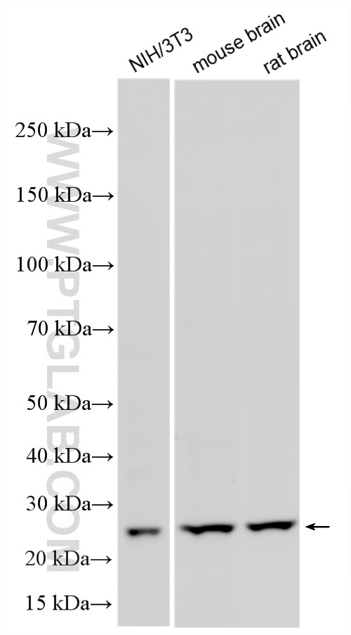 Western Blot (WB) analysis of various lysates using Multi-rAb® NDUFS3 Multi-Recombinant antibody (RMX00096)