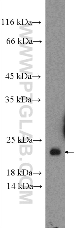 Western Blot (WB) analysis of mouse heart tissue using NDUFS4 Polyclonal antibody (15849-1-AP)