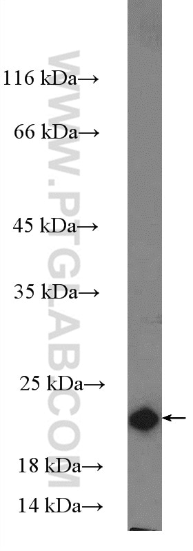 Western Blot (WB) analysis of mouse heart tissue using NDUFS4 Polyclonal antibody (15849-1-AP)