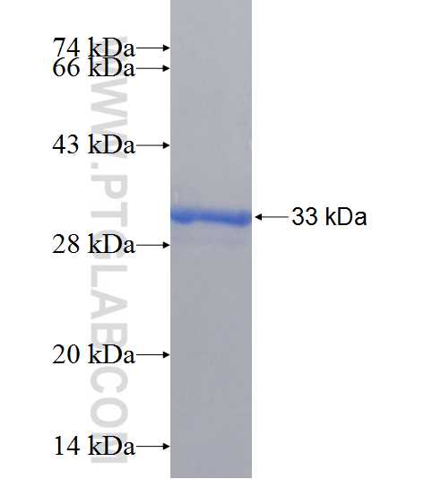 NDUFS4 fusion protein Ag24874 SDS-PAGE