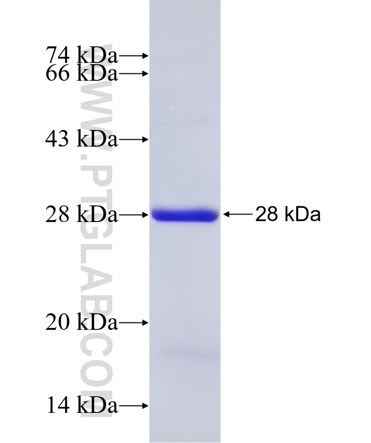 NDUFS4 fusion protein Ag8566 SDS-PAGE