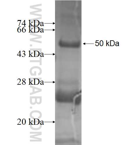 NDUFS4 fusion protein Ag8633 SDS-PAGE