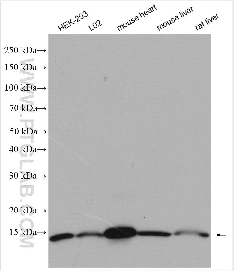 Western Blot (WB) analysis of various lysates using NDUFS5 Polyclonal antibody (15224-1-AP)