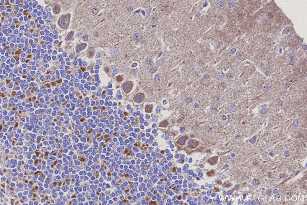 Immunohistochemistry (IHC) staining of mouse cerebellum tissue using NDUFS5 Monoclonal antibody (66053-1-Ig)