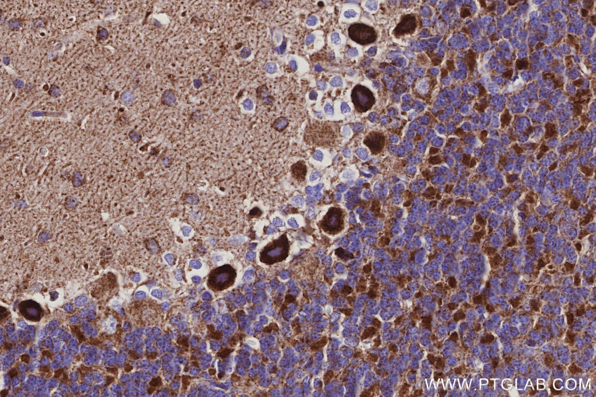 Immunohistochemistry (IHC) staining of rat cerebellum tissue using NDUFS5 Monoclonal antibody (66053-1-Ig)