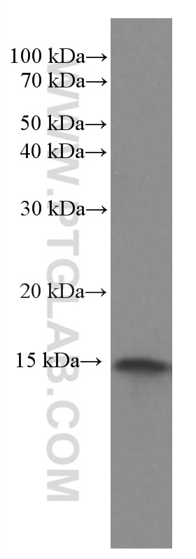 Western Blot (WB) analysis of HEK-293 cells using NDUFS5 Monoclonal antibody (66053-1-Ig)