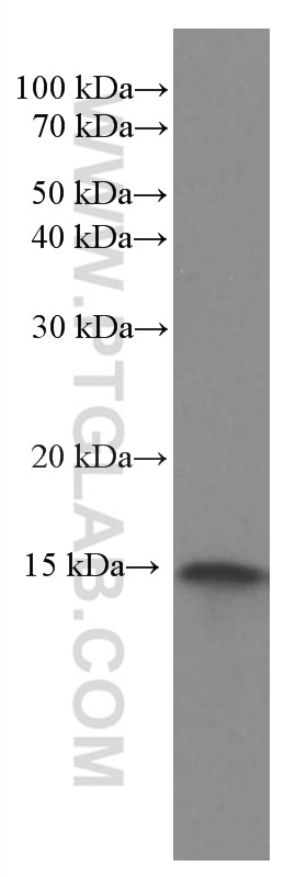 WB analysis of HEK-293 using 66053-1-Ig