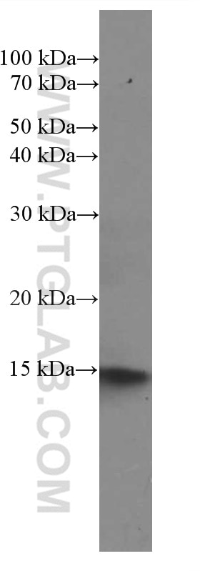 Western Blot (WB) analysis of HepG2 cells using NDUFS5 Monoclonal antibody (66053-1-Ig)