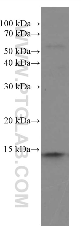 Western Blot (WB) analysis of L02 cells using NDUFS5 Monoclonal antibody (66053-1-Ig)