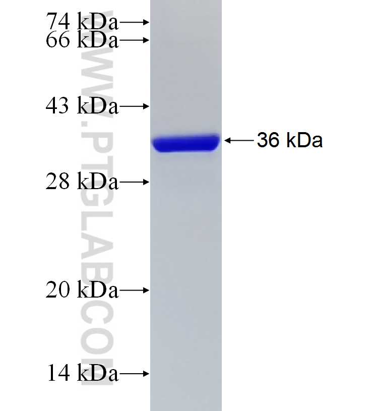 NDUFS5 fusion protein Ag7441 SDS-PAGE