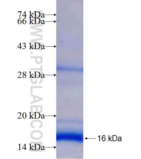 NDUFS5 fusion protein Ag7663 SDS-PAGE