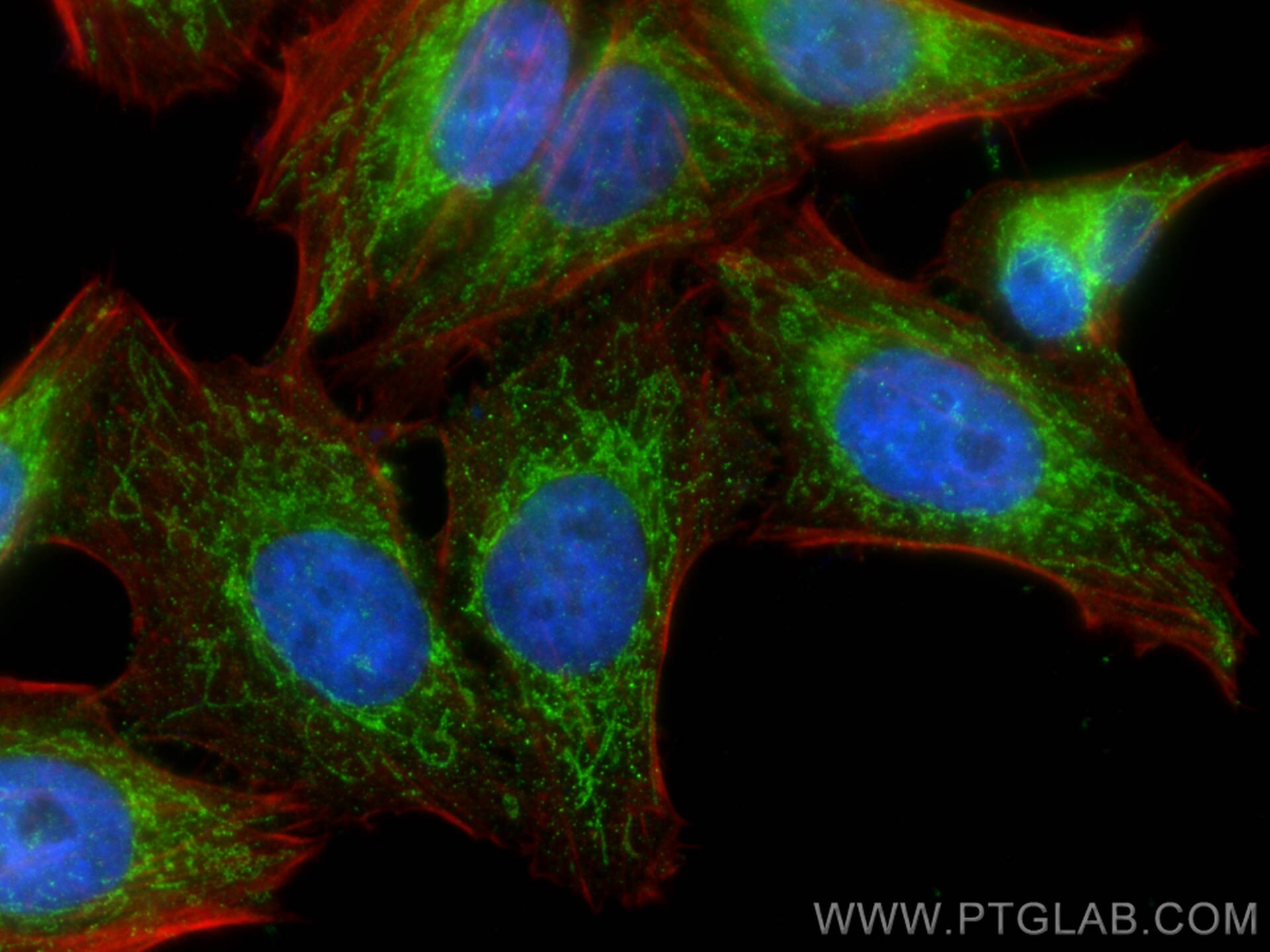 Immunofluorescence (IF) / fluorescent staining of HepG2 cells using NDUFS6 Polyclonal antibody (14417-1-AP)