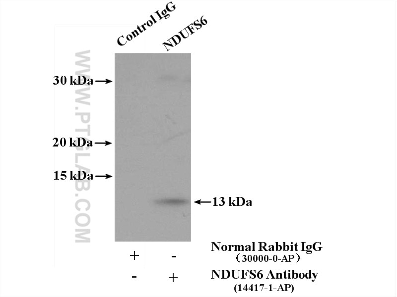 Immunoprecipitation (IP) experiment of mouse liver tissue using NDUFS6 Polyclonal antibody (14417-1-AP)