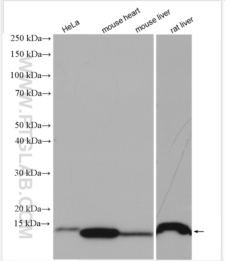 Western Blot (WB) analysis of various lysates using NDUFS6 Polyclonal antibody (14417-1-AP)