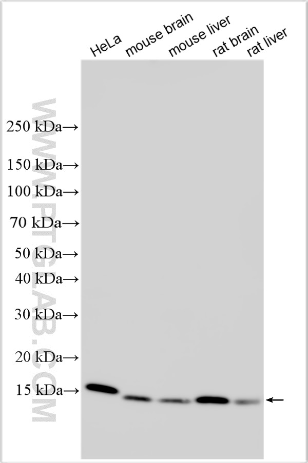 Western Blot (WB) analysis of various lysates using NDUFS6 Polyclonal antibody (14417-1-AP)
